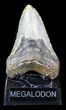 Bargain Megalodon Tooth - North Carolina #38691-2